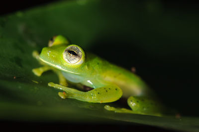 Close-up of frog on wet leaf