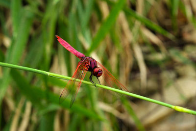 Close-up of insect on plant