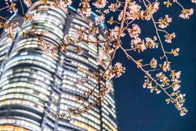 Low angle view of cherry blossoms against building and sky at night