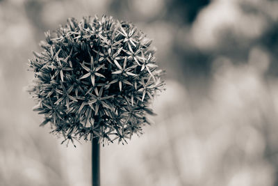 Close-up of wilted plant