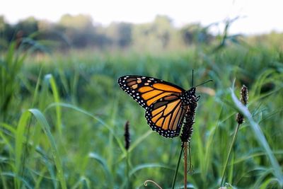 Close-up of butterfly pollinating flower