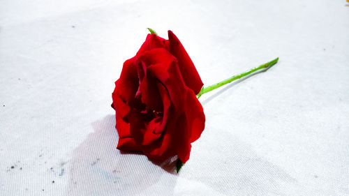 Close-up of red rose against white wall