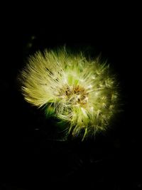 Close-up of flower against black background