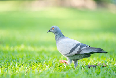 Close-up of a bird on grass