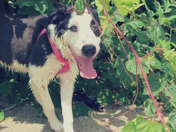 Close-up of dog on plant