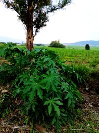 Trees growing on field against sky