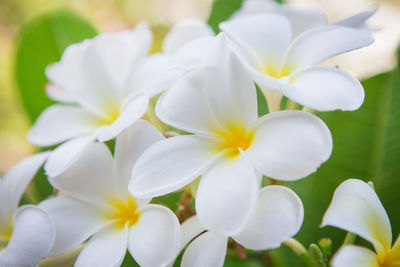 Close-up of white flowering plants in park