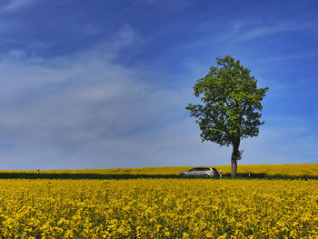 Scenic view of oilseed rape field against sky