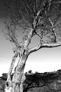 Low angle view of bare tree against clear sky