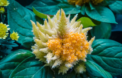 Close-up of yellow flower