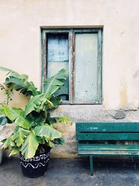 Close-up of plants against window