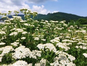 Close-up of plants growing on field against sky