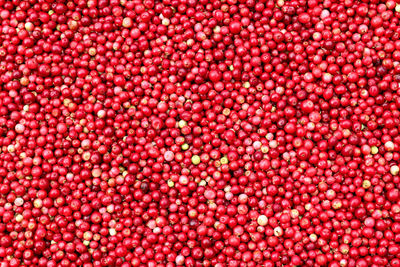 Cranberries - healthy berries contain plentiful organic acids, vitamin c