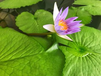 Close-up of purple lotus water lily