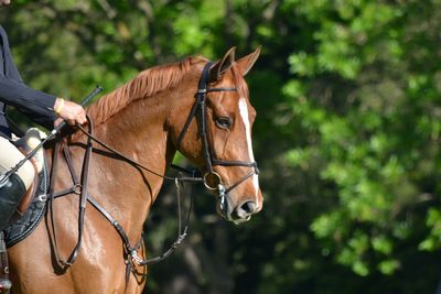 Close-up of horse