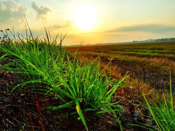 Plants growing on field against sky during sunset