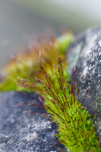 Close-up of plant against blurred background