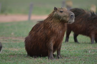 Close-up of an animal on field