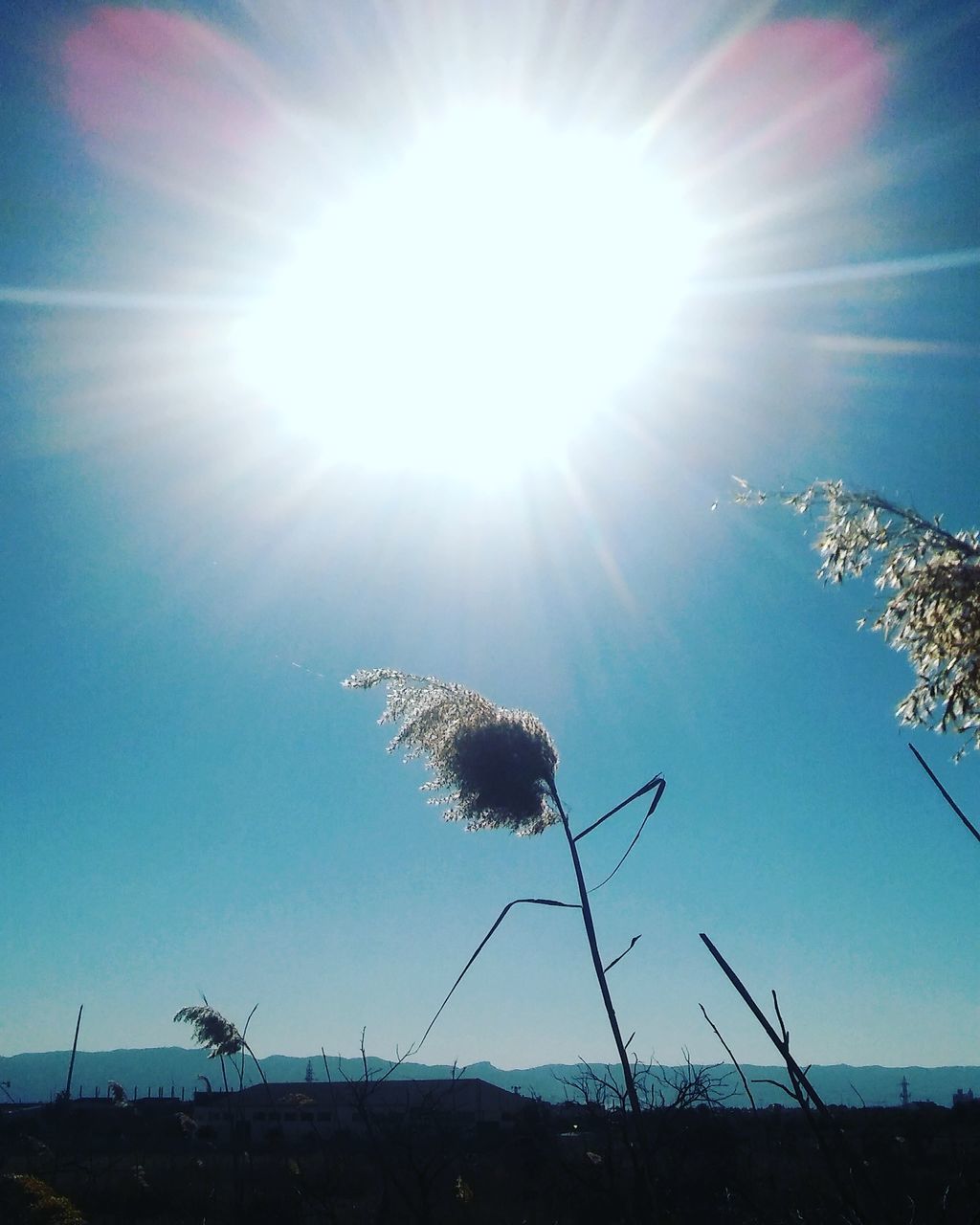 LOW ANGLE VIEW OF FLOWERS AGAINST BRIGHT SKY