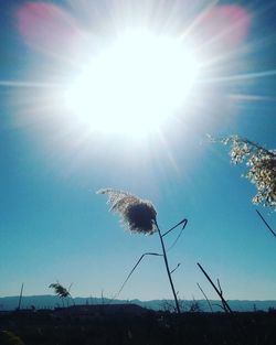 Low angle view of flowers against bright sun