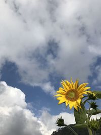 Low angle view of sunflower against sky