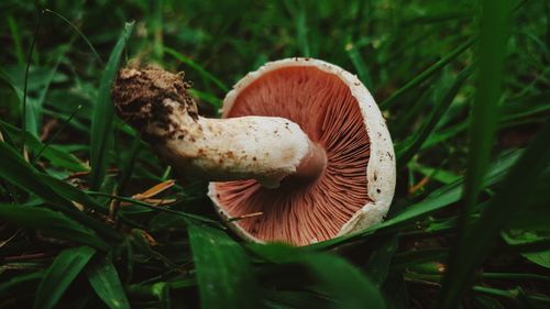 Close-up of mushroom growing on field