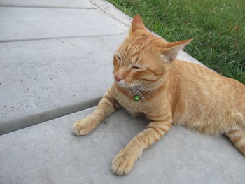 Close-up of ginger cat sitting outdoors