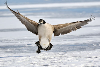 Canada goose