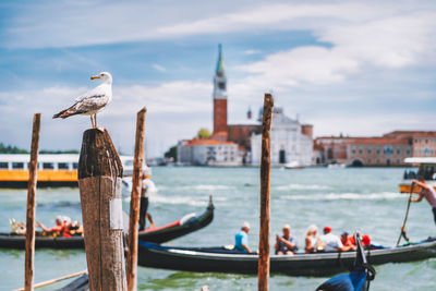 Birds perching on wooden post in canal