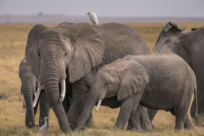 Elephants in a field