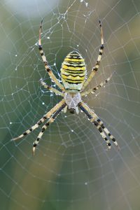 Close-up of spider on web