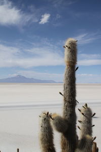 Scenic view of desert against sky
