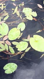 High angle view of leaves floating on water