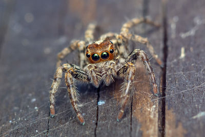 Beautiful macro photo of a colorful jumping spider