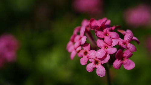 Close-up of pink flowers