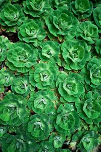 Full frame shot of fresh green leaves