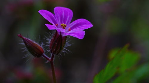 Close-up of purple flowering plant