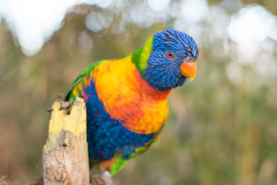 Close-up of parrot