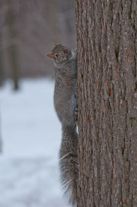 Close-up of squirrel on tree