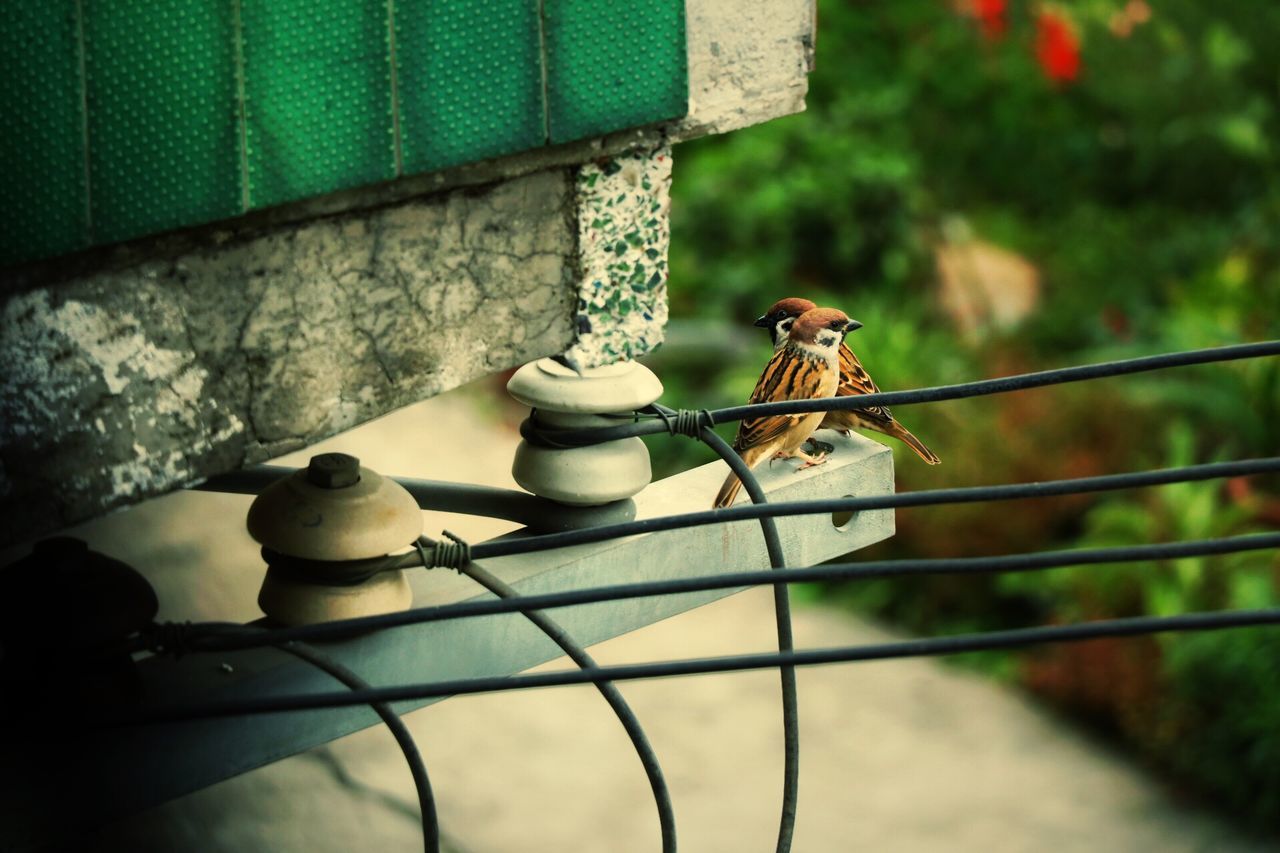 focus on foreground, metal, protection, close-up, safety, hanging, fence, security, metallic, built structure, rusty, day, outdoors, no people, low angle view, architecture, building exterior, wall - building feature, selective focus, rope