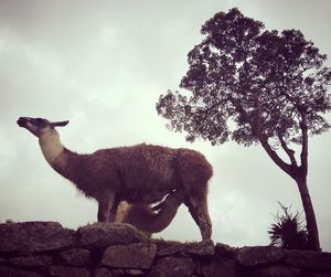 Giraffe against sky