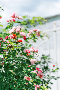 Close-up of pink flowering plant