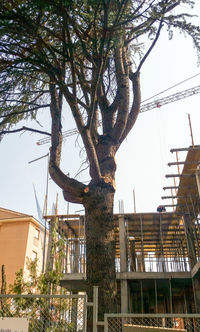 Low angle view of tree in city against sky