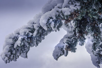 Low angle view of snow covered tree against sky