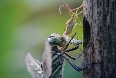 Close-up of insect on tree trunk