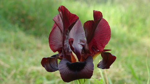 Close-up of red flowering plant