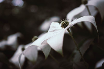Close-up of white flower blooming outdoors