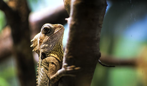 Close-up of lizard