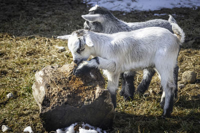 White goat kids playing around