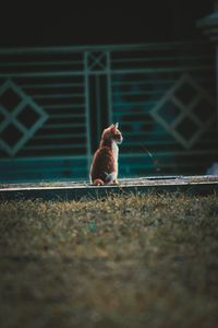 View of a cat looking away